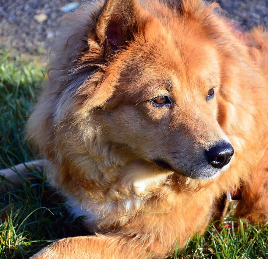 Dog Before Photo